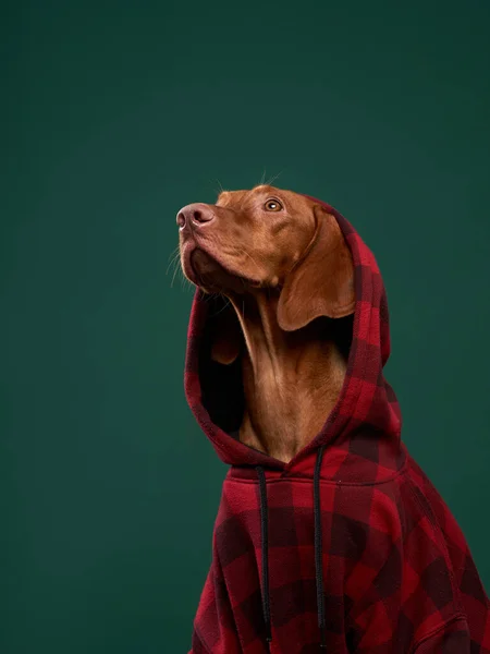 Hipsterhund i huva. Konceptuellt porträtt av en hund — Stockfoto