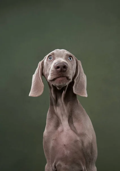 Cachorro em um fundo de lona verde. Cão engraçado no estúdio — Fotografia de Stock