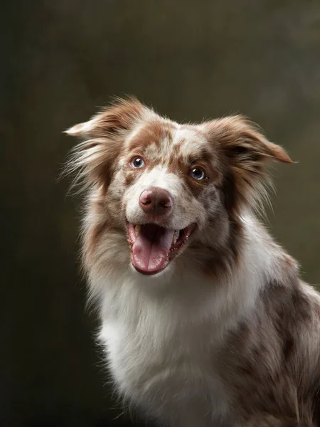 El perro con la boca abierta. expresivo mármol Border Collie. mascota divertida —  Fotos de Stock