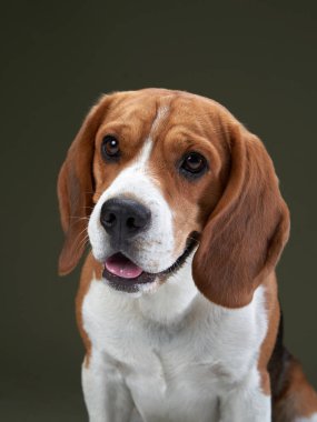 Yeşil arka planda bir portre. Komik Beagle. 