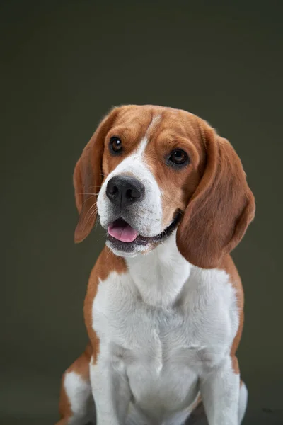 Ritratto su sfondo verde. Divertente Beagle — Foto Stock