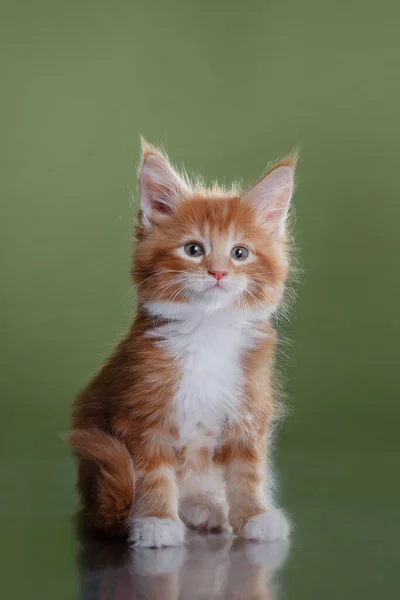 Maine Coon Kitten op een blauwe achtergrond. kat portret in studio — Stockfoto