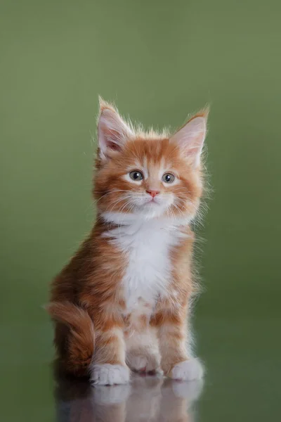 Maine Coon Kitten na niebieskim tle. portret kota w studio — Zdjęcie stockowe