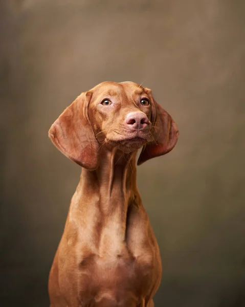 Divertida Vizsla húngara sobre un fondo texturizado. Retrato de perro. — Foto de Stock
