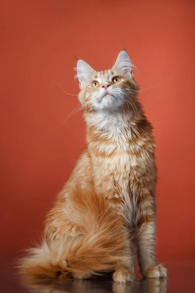 Kot Maine Coon na czerwonym tle. Zwierzęta domowe w studio — Zdjęcie stockowe