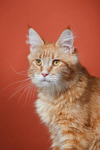 Maine Coon gato sobre un fondo rojo. Mascotas en estudio —  Fotos de Stock