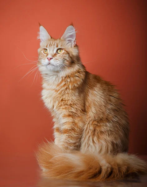 Maine Coon gato sobre un fondo rojo. Mascotas en estudio — Foto de Stock