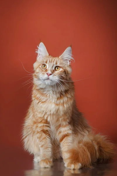 Maine Coon katt på en röd bakgrund. Sällskapsdjur i studio — Stockfoto