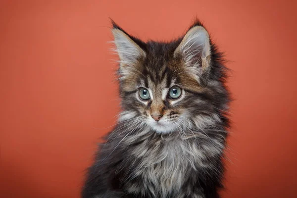 Maine Coon cat on a red background. Pet in studio — Stock Photo, Image