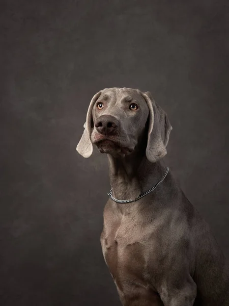 Weimaraner Brun Bakgrund Hundporträtt Ateljé Duk — Stockfoto