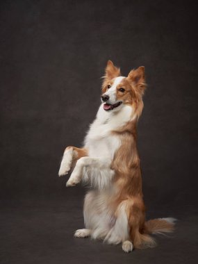 Kahverengi bir arkaplan tuvalinde komik bir çoban köpeğinin portresi. Stüdyodaki sevimli hayvan.