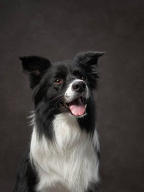 Kahverengi bir arkaplan tuvalinde komik bir çoban köpeğinin portresi. Stüdyodaki sevimli hayvan.