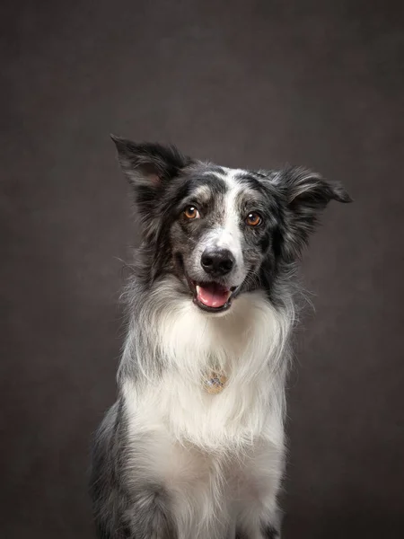 Retrato Collie Borda Engraçado Uma Tela Fundo Marrom Adorável Animal — Fotografia de Stock