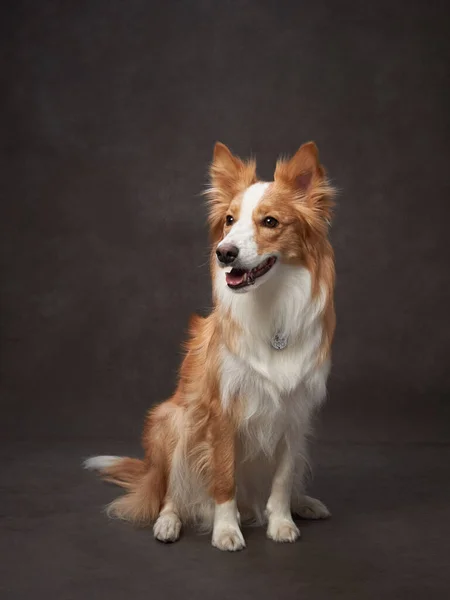 Retrato Divertido Borde Collie Sobre Lienzo Fondo Marrón Adorable Mascota —  Fotos de Stock