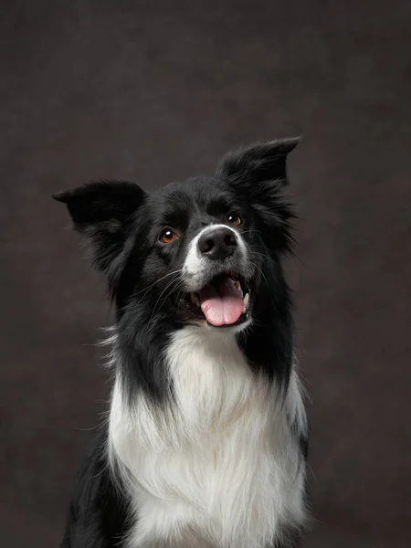 Portrait Drôle Collie Bordure Sur Une Toile Fond Marron Adorable — Photo