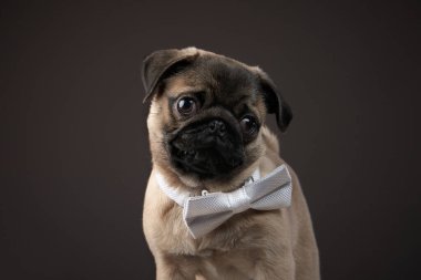 Esmer bir geçmişi olan çekici bir köpek. Stüdyoda hayvan portresi