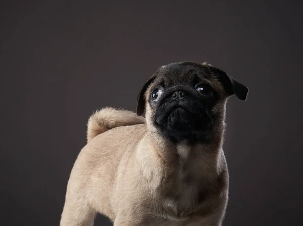 Affascinante Carlino Sfondo Scuro Ritratto Animale Domestico Studio — Foto Stock