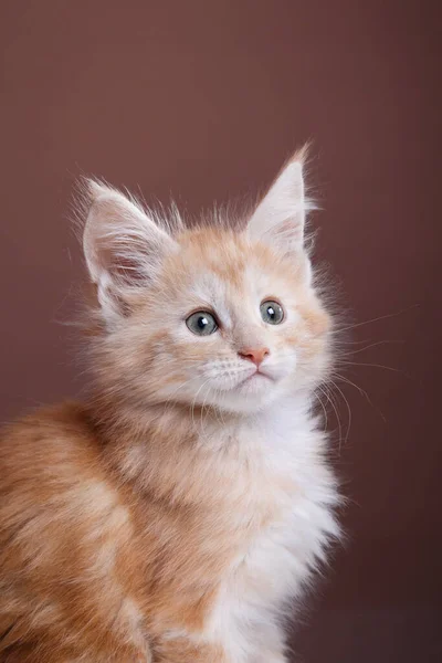 Red Maine Coon Kitten Brown Background Cat Portrait Photo Studio — Stock Photo, Image