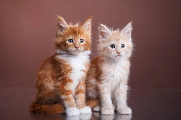 Rojo Maine Coon Kitten Sobre Fondo Marrón Retrato Gato Estudio — Foto de Stock