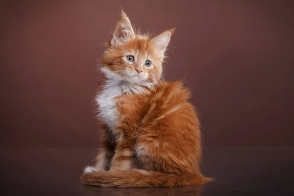 Red Maine Coon Kitten Brown Background Cat Portrait Photo Studio — Stock Photo, Image