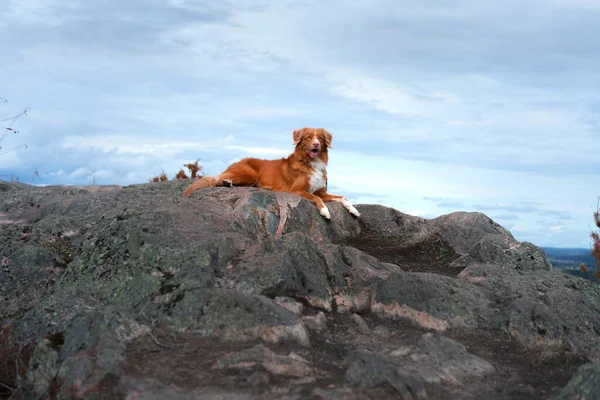 Chien Toller Dans Pierre Marcher Avec Animal Compagnie Nouvelle Écosse — Photo