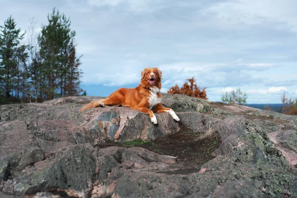 石の中の背の高い犬 ペットと一緒に歩く ノバスコシアダックは美しい風景の中で取得を許容 — ストック写真