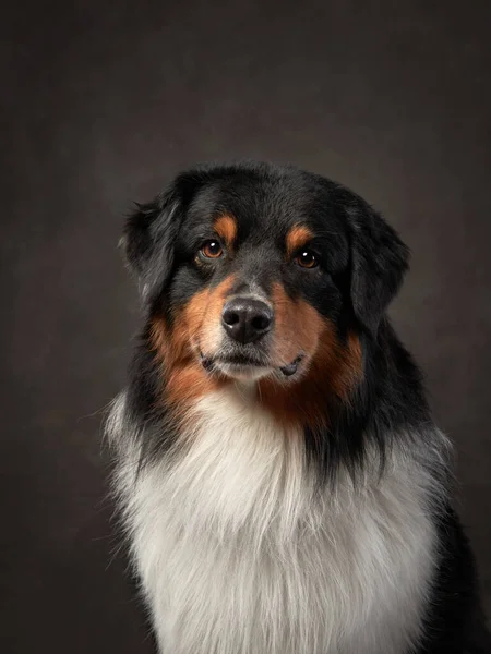 Chien Sur Fond Brun Studio Berger Australien Tricolore — Photo