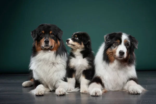 犬の家族だ 子犬と大人のペット オーストラリアの羊飼い 緑の背景にスタジオのオーストラリア人 — ストック写真