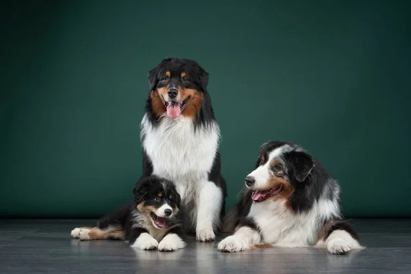 Familia Perros Juntos Cachorro Mascota Adulta Pastores Australianos Australianos Estudio — Foto de Stock