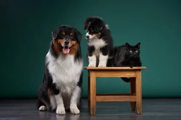 Hunde Und Eine Katze Zusammen Auf Grünem Hintergrund Haustierfamilie Studio — Stockfoto