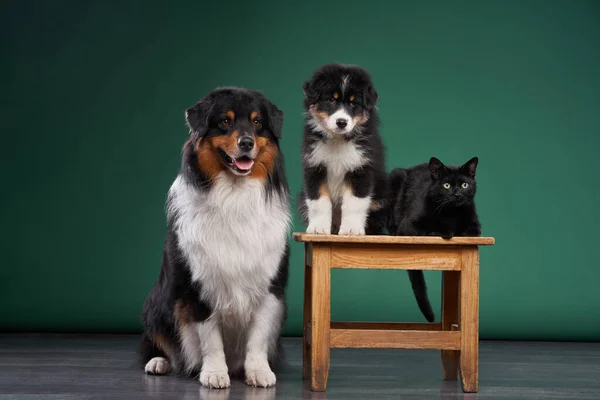 Köpekler Bir Kedi Birlikte Yeşil Bir Arka Planda Stüdyodaki Evcil — Stok fotoğraf