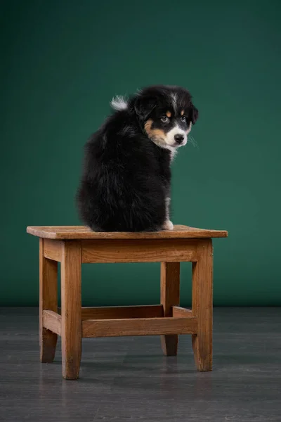 Cachorro Feliz Banquinho Fundo Verde Raça Pastor Australiano Retrato Estúdio — Fotografia de Stock