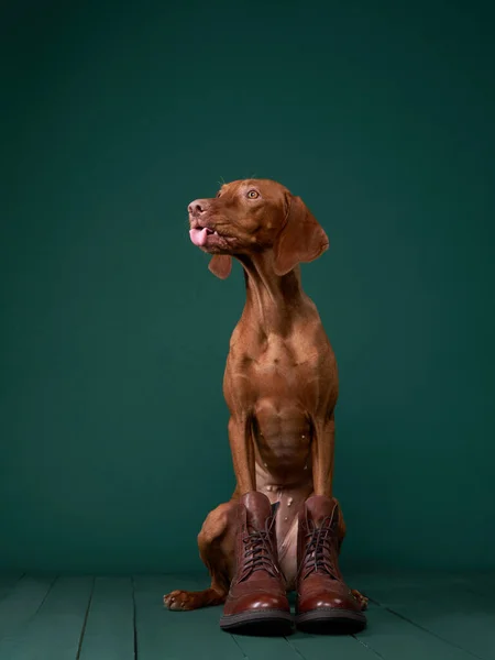 匈牙利Vizsla狗穿靴子 穿着人类衣服的有趣宠物 — 图库照片
