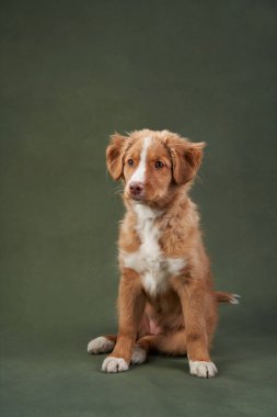 Yeşil arka planda Nova Scotia ördek köpek yavrusu. Çekici Köpek stüdyoda. Komik bilardo