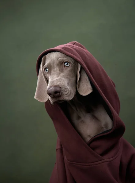 Szczeniak Weimaraner Bluzie Kapturem Zielonym Tle Płótna Śmieszny Pies Studio — Zdjęcie stockowe