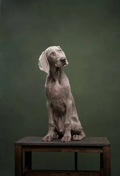Cachorro Weimaraner Fundo Lona Verde Cão Engraçado Estúdio — Fotografia de Stock