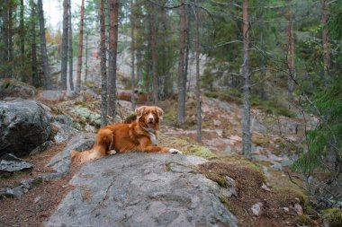 Ormandaki yosunlu taşın üzerinde bir köpek. Evcil bir hayvanla yürüyorum. Nova Scotia ördek gişe hasılatı Güzel bir manzarada av köpeği, gişe