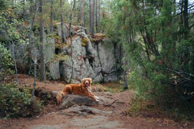 Ormandaki yosunlu taşın üzerinde bir köpek. Evcil bir hayvanla yürüyorum. Nova Scotia ördek gişe hasılatı Güzel bir manzarada av köpeği, gişe