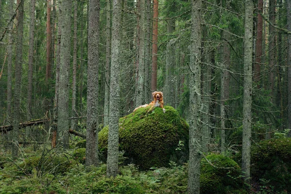 Ormandaki Yosunlu Taşın Üzerinde Bir Köpek Evcil Bir Hayvanla Yürüyorum — Stok fotoğraf