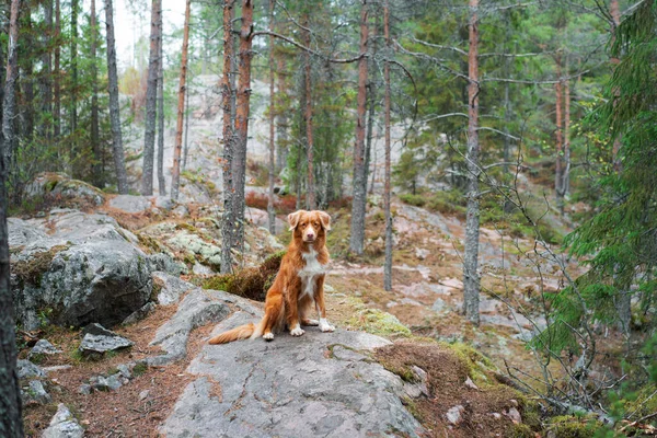 Cão Floresta Uma Pedra Musgosa Andar Com Animal Estimação Nova — Fotografia de Stock