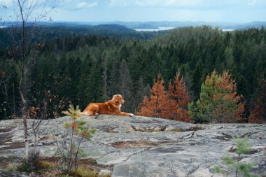 Toll köpeği taşın içinde. Evcil bir hayvanla yürüyorum. Güzel bir manzarada Nova Scotia ördek gişesi av köpeği.
