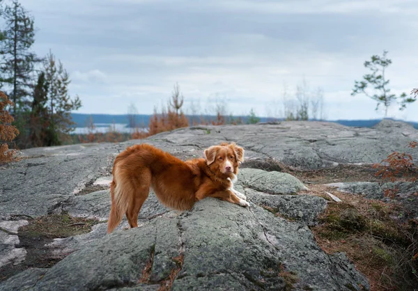 Chien Toller Dans Pierre Marcher Avec Animal Compagnie Nouvelle Écosse — Photo