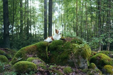 Ormandaki yosunlu taşın üzerinde bir köpek. Evcil bir hayvanla yürüyorum. Jack Russell Terrier güzel bir manzarada