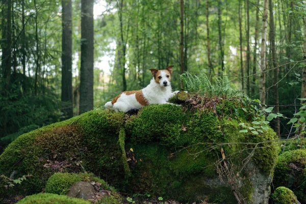 Pies Lesie Meczetowym Kamieniu Chodzenie Zwierzątkiem Jack Russell Terrier Pięknym — Zdjęcie stockowe