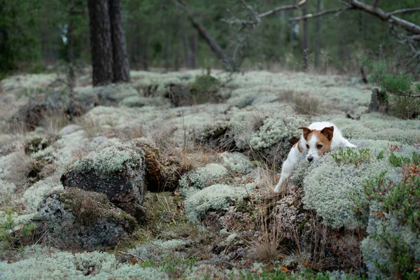 Perro Bosque Una Piedra Musgosa Caminar Con Una Mascota Jack —  Fotos de Stock