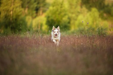 Köpek çimlerde, tarlada koşar. Aktif evcil hayvan. Akıllı Sınır Çoban Köpeği