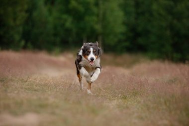 Köpek çimlerde, tarlada koşar. Aktif evcil hayvan. Akıllı Sınır Çoban Köpeği