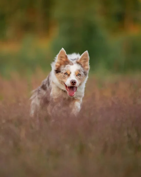 Собака Біжить Траві Поле Активна Домашня Тварина Відкритому Повітрі Розумна — стокове фото