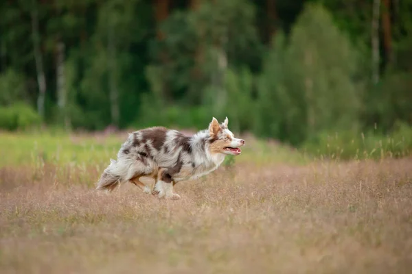 Собака Бегает Траве Полю Активное Домашнее Животное Открытом Воздухе Умная — стоковое фото