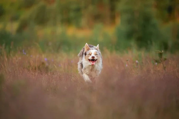Hund Läuft Gras Feld Aktives Haustier Freien Smart Border Collie — Stockfoto